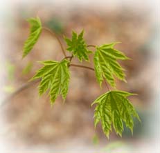 leaves