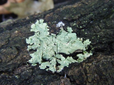 greenshield lichen common june