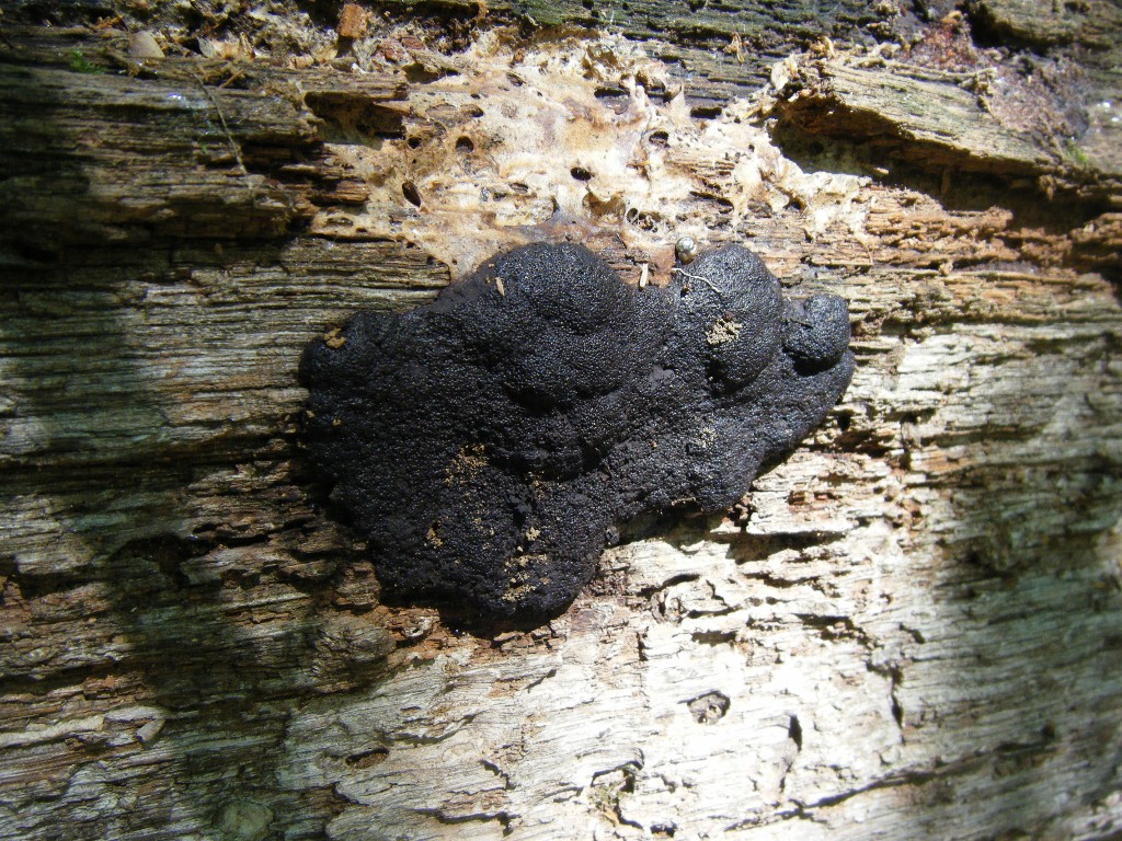 Is Tapioca Slime Mold Dangerous